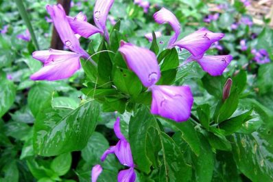 cây lá cẩm chữa gai cột sống