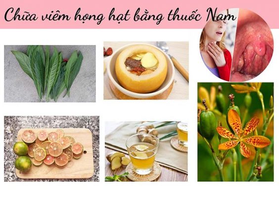 Cách Chữa Viêm Họng Hạt Bằng Các Cây Thuốc Nam Thông Dụng